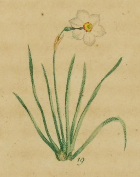 Illustration of a poet's narcissus in blossom.